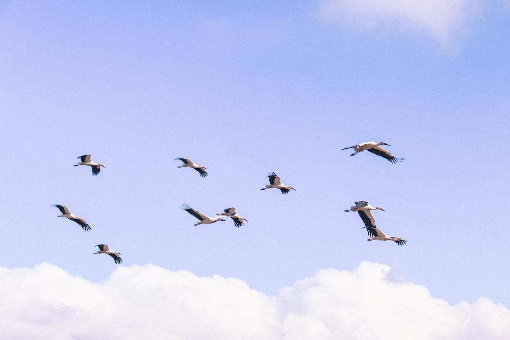 migrate your loyalty program